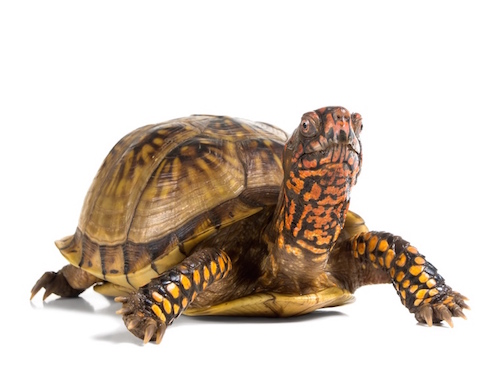 Three Toed Box Turtle For Sale,